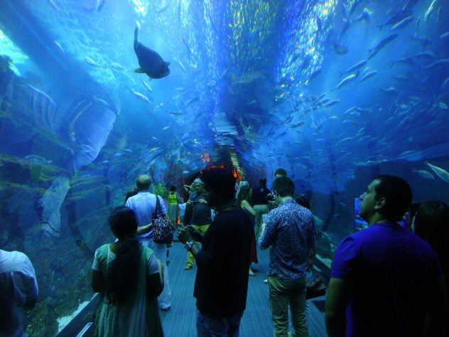Aquarium Tunnel in Dubai