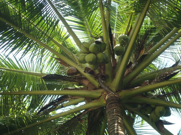 How to OPEN COCONUT on the beach - Cestovateľský blog Bez Mapy