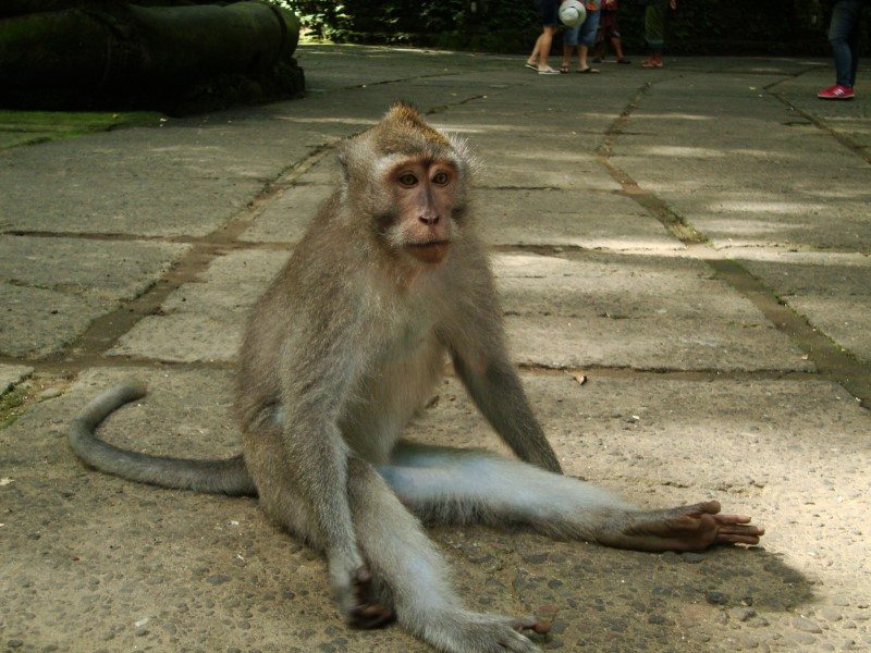 monkey ubud bali opica