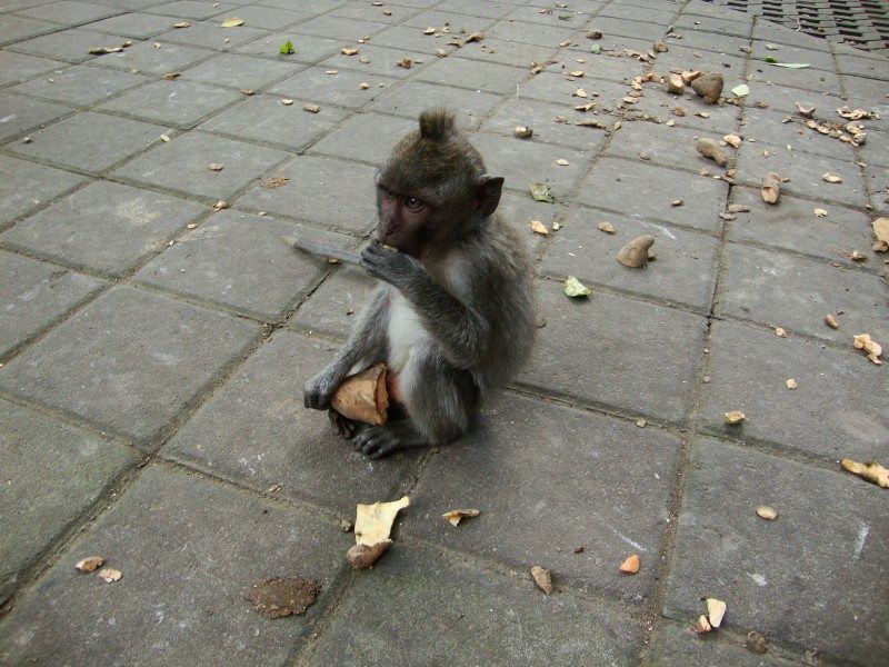 monkey ubud bali opica