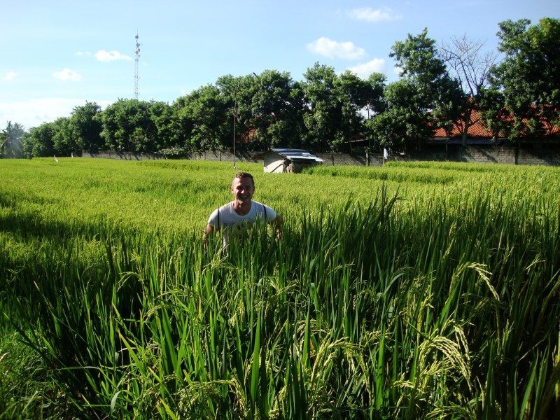 paddy fields rice fields ryzove polia bali