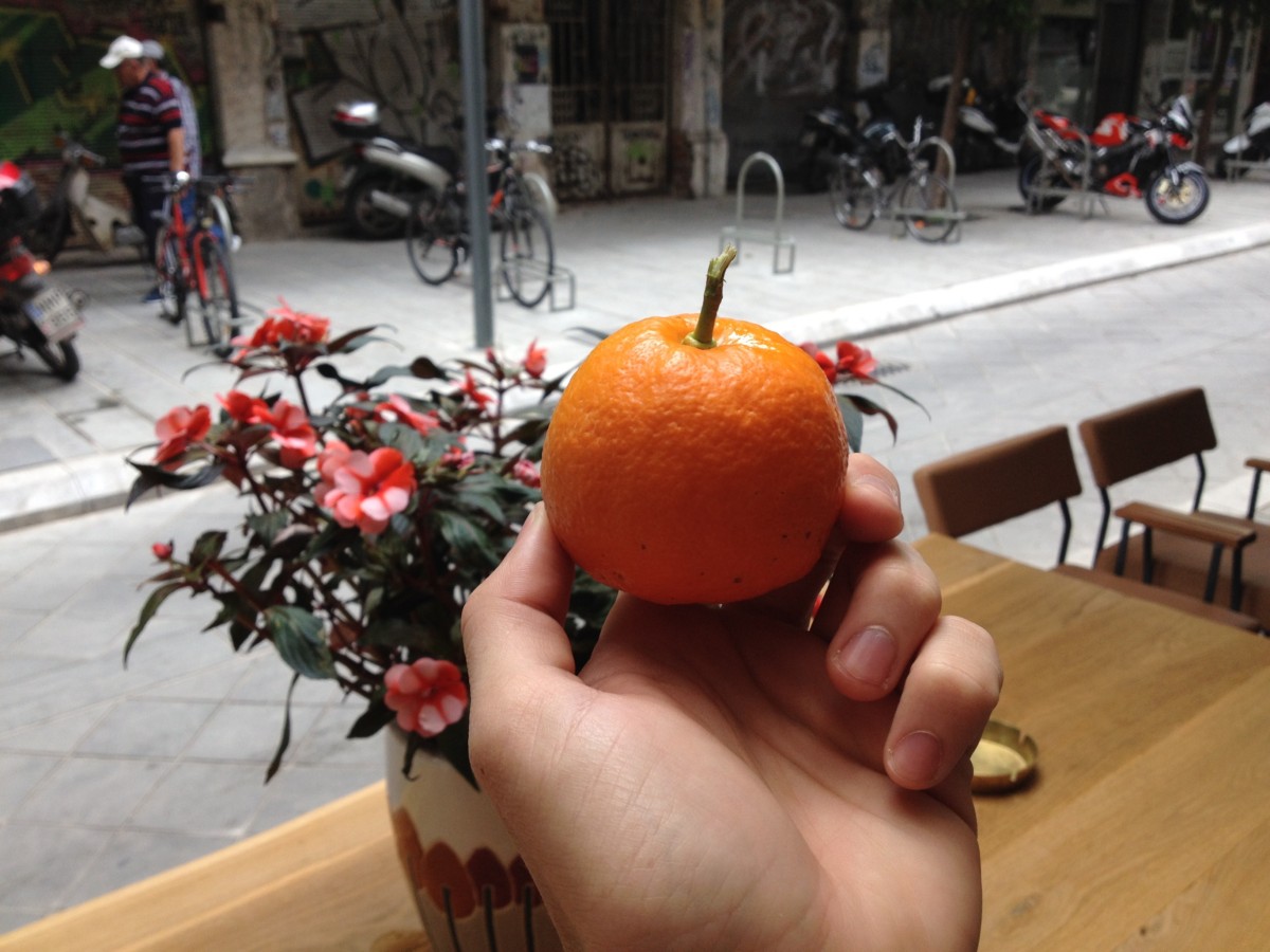 pomaranc-strom