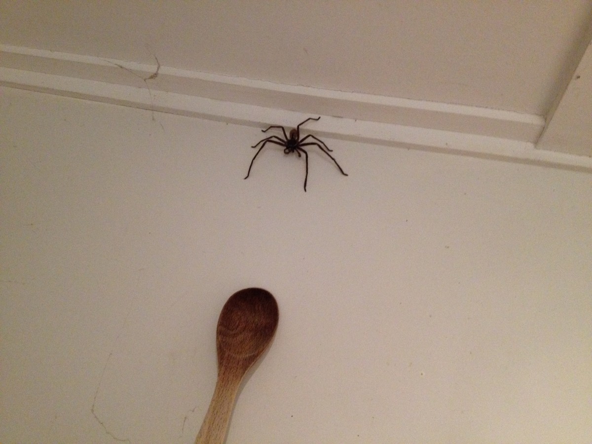 pavúky v Austrálii