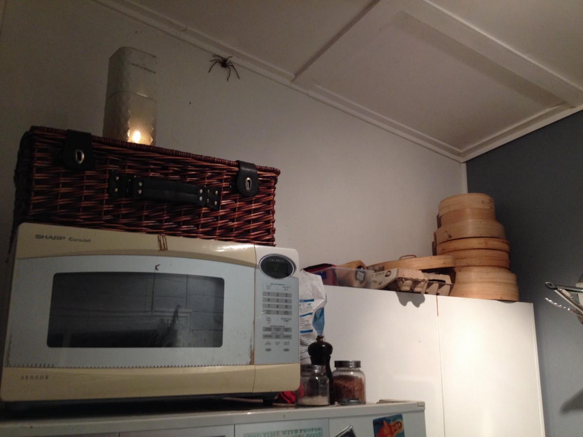 pavúky v Austrálii