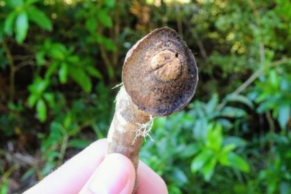mauri forest novy zeland