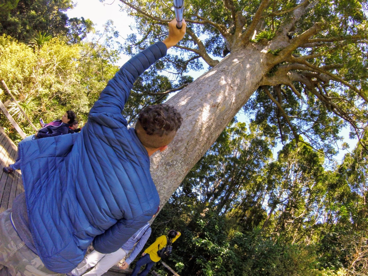 mauri forest novy zeland