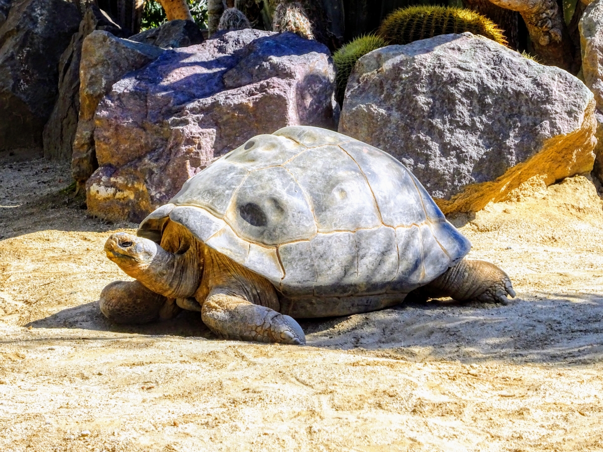 zoo v san diegu