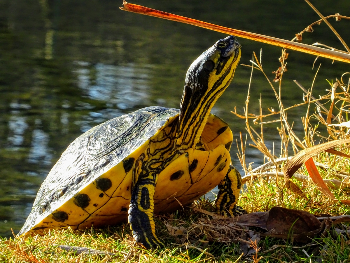 vodná korytnačka