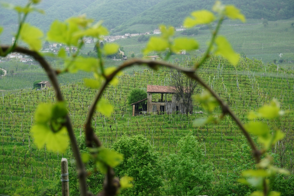 vinice vo valdobbiadene na výrobu prosecca