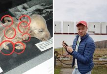 Mutácie na zvieratách v Černobyle