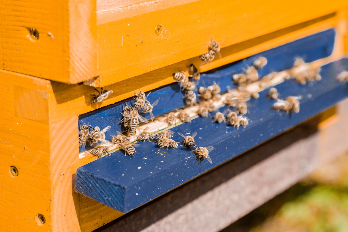 Ako chovať včely a prečo robia med? V zime nespia & sem chodia na WC