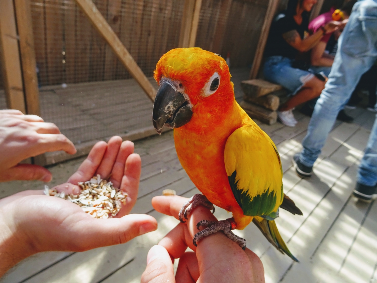 Nakŕmiť môžete v ZOO kontakt aj papagáje.