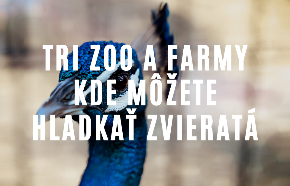 3 zoologické záhrady a farmy na Slovensku, kde možno pohladkať zvieratá.