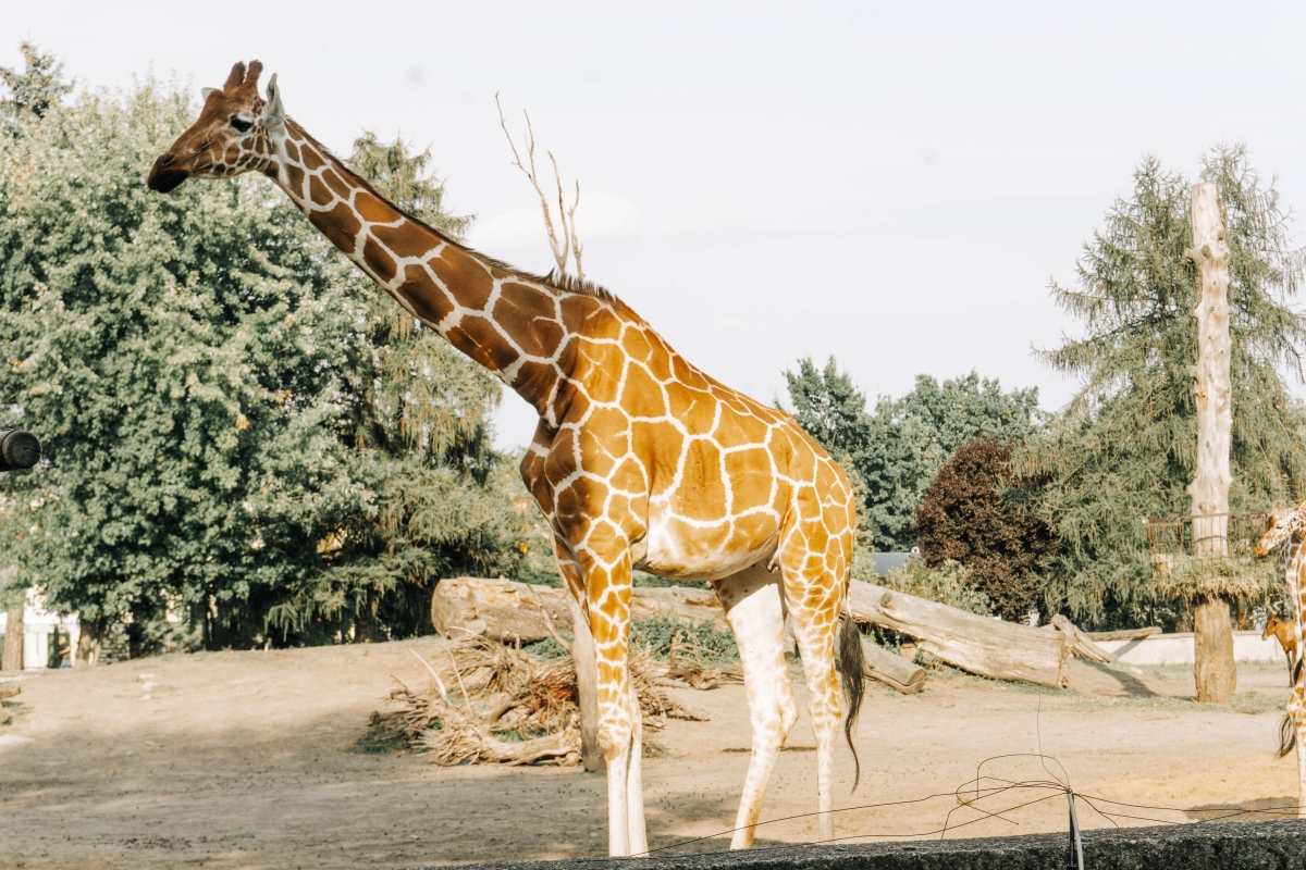 Vroslavská zoo